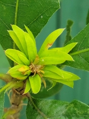 Andricus quercusfrondosus