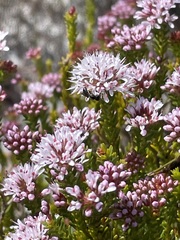 Agathosma ciliaris