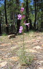 Penstemon pseudoputus