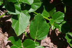 Boerhavia gracillima
