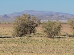 Elaeagnus angustifolia