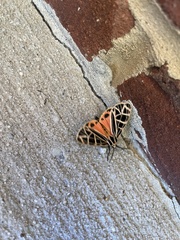 Apantesis parthenice