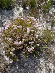 Agathosma ciliaris