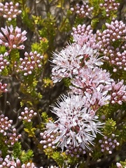 Agathosma ciliaris