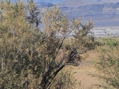 Elaeagnus angustifolia