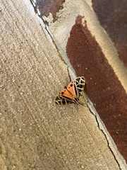 Apantesis parthenice