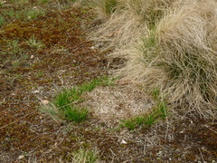 Juncus squarrosus