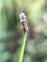 Eleocharis