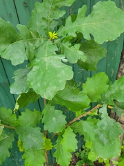 Andricus quercusfrondosus