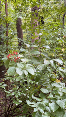Viburnum dilatatum