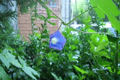 Ipomoea nil