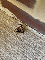 Apantesis parthenice