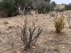 Eriogonum wrightii dentatum