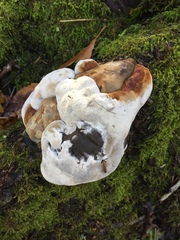 Heterobasidion annosum
