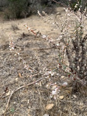 Eriogonum wrightii dentatum