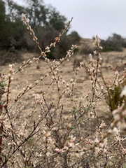 Eriogonum wrightii dentatum