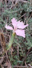 Dianthus japigicus