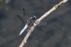 Libellula fulva