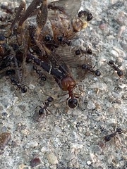 Pheidole metallescens