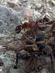 Pheidole metallescens