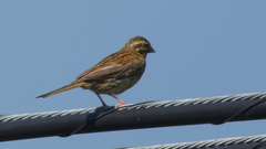 Emberiza cirlus