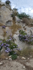 Campanula versicolor tenorei