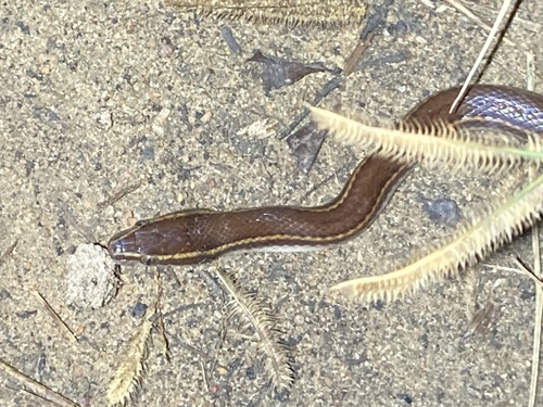 Photo of a Long-lined House Snake (Boaedon longilineatus)
