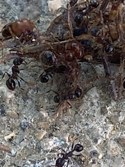 Pheidole metallescens