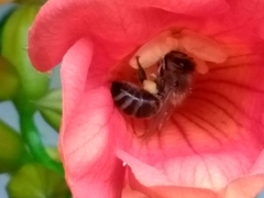 Apis mellifera