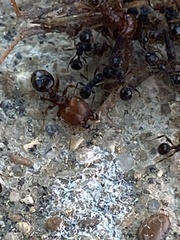 Pheidole metallescens