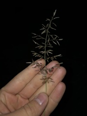 Eragrostis cilianensis