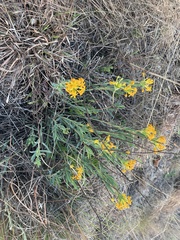 Lasiosiphon capitatus