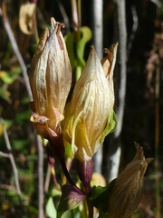 Gentiana sceptrum