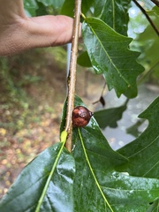Disholcaspis quercusglobulus