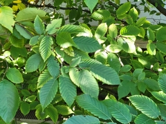 Carpinus