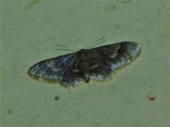 Idaea apoa