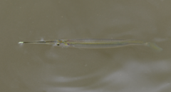 Zenarchopterus gilli