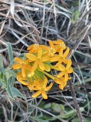 Lasiosiphon capitatus