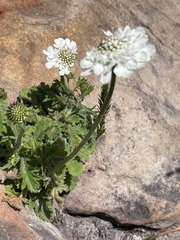 Scabiosa columbaria