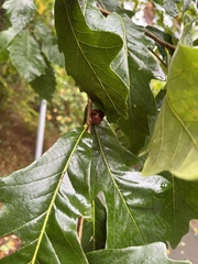 Disholcaspis quercusglobulus
