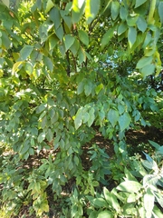 Carpinus
