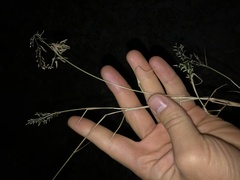 Eragrostis cilianensis