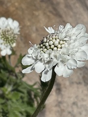 Scabiosa columbaria