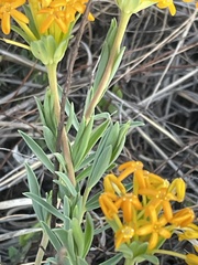 Lasiosiphon capitatus