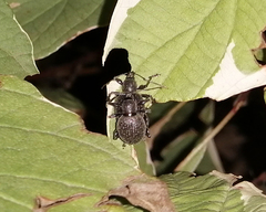 Otiorhynchus pseudonothus