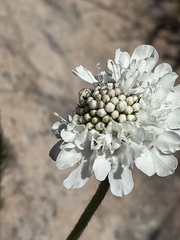 Scabiosa columbaria