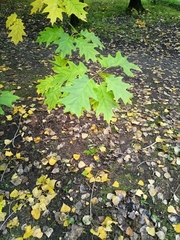 Quercus rubra