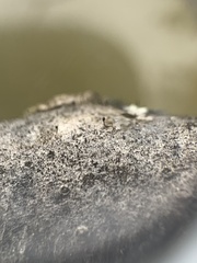 Phaeocalicium curtisii