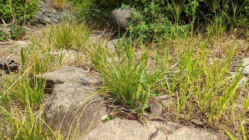 Image of Carex unilateralis by no rights reserved