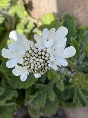 Scabiosa columbaria